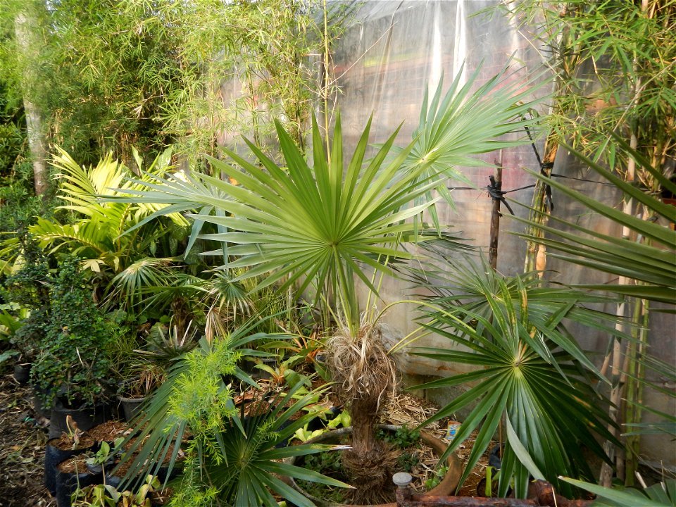 Coccothrinax crinita guano barbudo, guano petate,  Old man palm, palma petate) in the Garden City of Guiguinto, Bulacan Barangay Santa Cruz 14°50'33"N  120°52'13"E Guiguinto, Bulacan Garden City of Gu