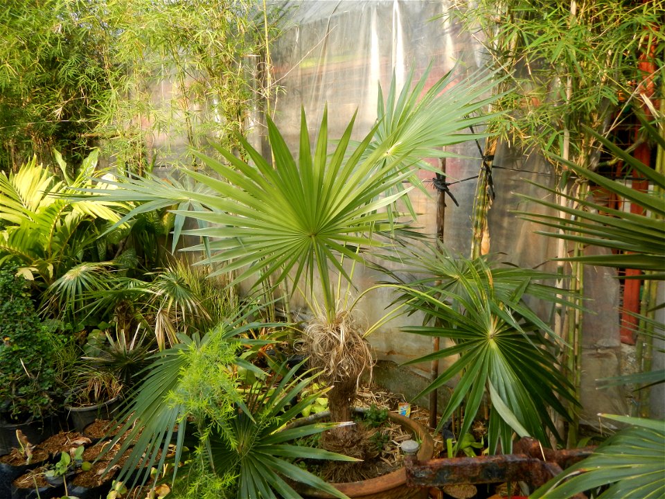 Coccothrinax crinita guano barbudo, guano petate,  Old man palm, palma petate) in the Garden City of Guiguinto, Bulacan Barangay Santa Cruz 14°50'33"N  120°52'13"E Guiguinto, Bulacan Garden City of Gu