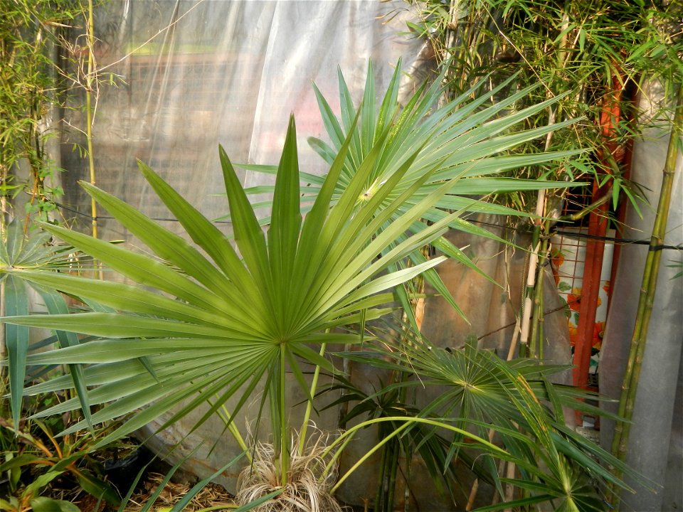 Coccothrinax crinita guano barbudo, guano petate,  Old man palm, palma petate) in the Garden City of Guiguinto, Bulacan Barangay Santa Cruz 14°50'33"N  120°52'13"E Guiguinto, Bulacan Garden City of Gu