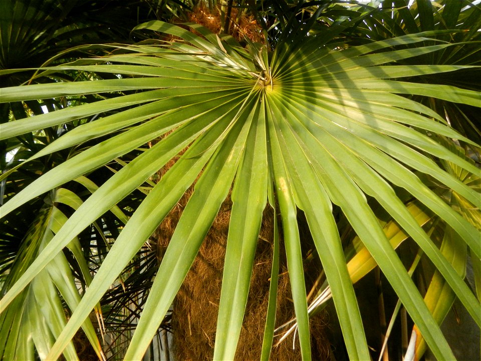 Coccothrinax crinita guano barbudo, guano petate,  Old man palm, palma petate) in the Garden City of Guiguinto, Bulacan Barangay Santa Cruz 14°50'33"N  120°52'13"E Guiguinto, Bulacan Garden City of Gu