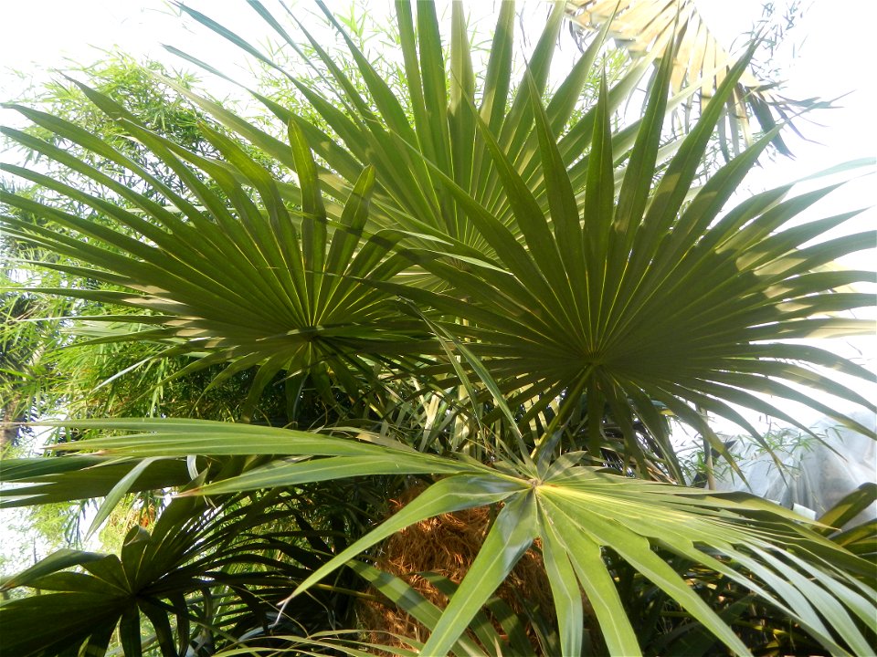 Coccothrinax crinita guano barbudo, guano petate,  Old man palm, palma petate) in the Garden City of Guiguinto, Bulacan Barangay Santa Cruz 14°50'33"N  120°52'13"E Guiguinto, Bulacan Garden City of Gu