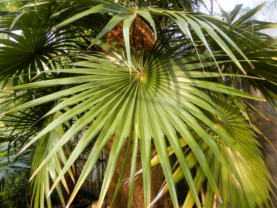 Coccothrinax crinita guano barbudo, guano petate,  Old man palm, palma petate) in the Garden City of Guiguinto, Bulacan Barangay Santa Cruz 14°50'33"N  120°52'13"E Guiguinto, Bulacan Garden City of Gu