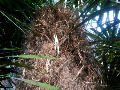 Coccothrinax crinita guano barbudo, guano petate,  Old man palm, palma petate) in the Garden City of Guiguinto, Bulacan Barangay Santa Cruz 14°50'33"N  120°52'13"E Guiguinto, Bulacan Garden City of Gu