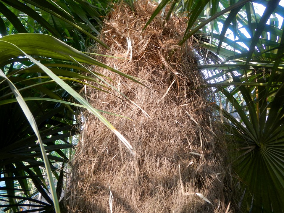 Coccothrinax crinita guano barbudo, guano petate,  Old man palm, palma petate) in the Garden City of Guiguinto, Bulacan Barangay Santa Cruz 14°50'33"N  120°52'13"E Guiguinto, Bulacan Garden City of Gu