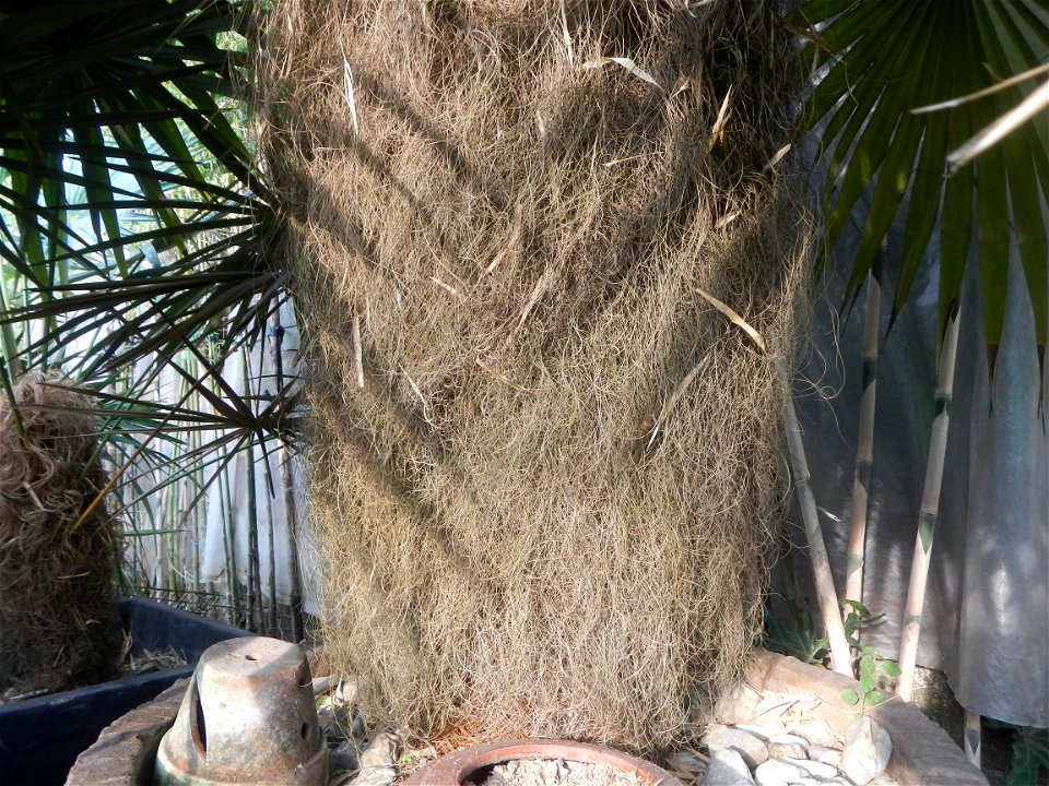 Coccothrinax crinita guano barbudo, guano petate,  Old man palm, palma petate) in the Garden City of Guiguinto, Bulacan Barangay Santa Cruz 14°50'33"N  120°52'13"E Guiguinto, Bulacan Garden City of Gu