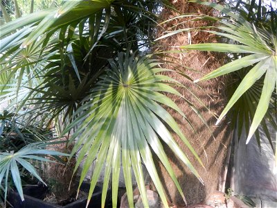Coccothrinax crinita guano barbudo, guano petate,  Old man palm, palma petate) in the Garden City of Guiguinto, Bulacan Barangay Santa Cruz 14°50'33"N  120°52'13"E Guiguinto, Bulacan Garden City of Gu