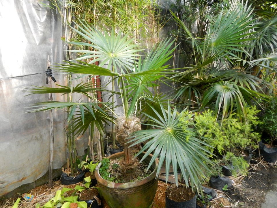 Coccothrinax crinita guano barbudo, guano petate,  Old man palm, palma petate) in the Garden City of Guiguinto, Bulacan Barangay Santa Cruz 14°50'33"N  120°52'13"E Guiguinto, Bulacan Garden City of Gu