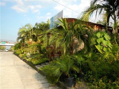 Guiguinto Interchange KM 37 (A4 parclo, NLEx, MacArthur Highway, Santa Cruz, Guiguinto, Bulacan) Coccothrinax crinita guano barbudo, guano petate, Old man palm, palma petate) in the Garden City of G photo