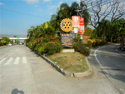 Guiguinto Interchange KM 37 (A4 parclo, NLEx, MacArthur Highway, Santa Cruz, Guiguinto, Bulacan) Coccothrinax crinita guano barbudo, guano petate, Old man palm, palma petate) in the Garden City of G photo