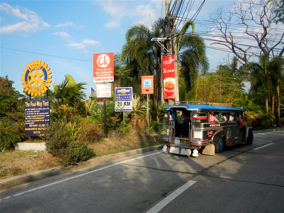 Guiguinto Interchange KM 37 (A4 parclo, NLEx, MacArthur Highway, Santa Cruz, Guiguinto, Bulacan)  Coccothrinax crinita guano barbudo, guano petate,  Old man palm, palma petate) in the Garden City of G