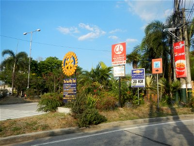 Guiguinto Interchange KM 37 (A4 parclo, NLEx, MacArthur Highway, Santa Cruz, Guiguinto, Bulacan) Coccothrinax crinita guano barbudo, guano petate, Old man palm, palma petate) in the Garden City of G photo