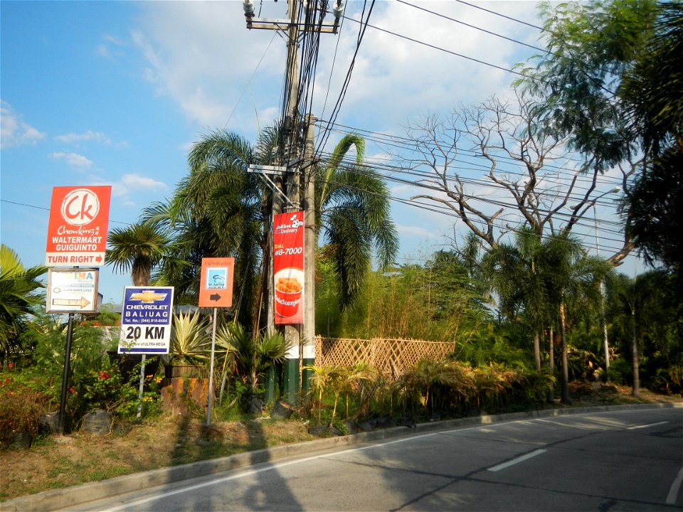 Guiguinto Interchange KM 37 (A4 parclo, NLEx, MacArthur Highway, Santa Cruz, Guiguinto, Bulacan)  Coccothrinax crinita guano barbudo, guano petate,  Old man palm, palma petate) in the Garden City of G