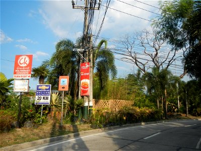 Guiguinto Interchange KM 37 (A4 parclo, NLEx, MacArthur Highway, Santa Cruz, Guiguinto, Bulacan) Coccothrinax crinita guano barbudo, guano petate, Old man palm, palma petate) in the Garden City of G photo