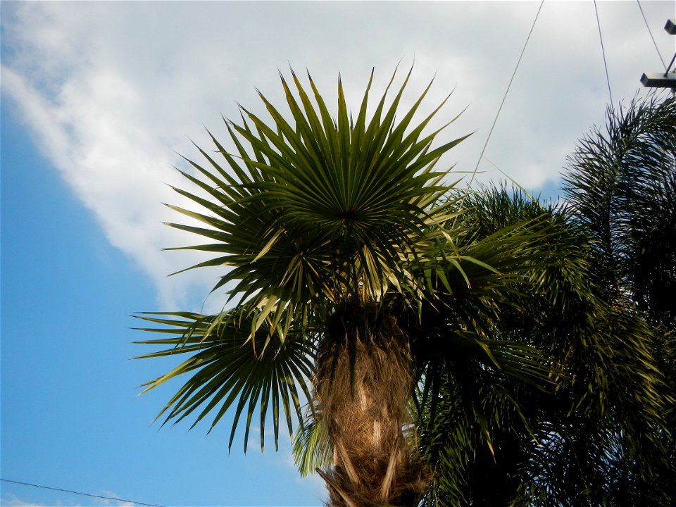 Guiguinto Interchange KM 37 (A4 parclo, NLEx, MacArthur Highway, Santa Cruz, Guiguinto, Bulacan)  Coccothrinax crinita guano barbudo, guano petate,  Old man palm, palma petate) in the Garden City of G