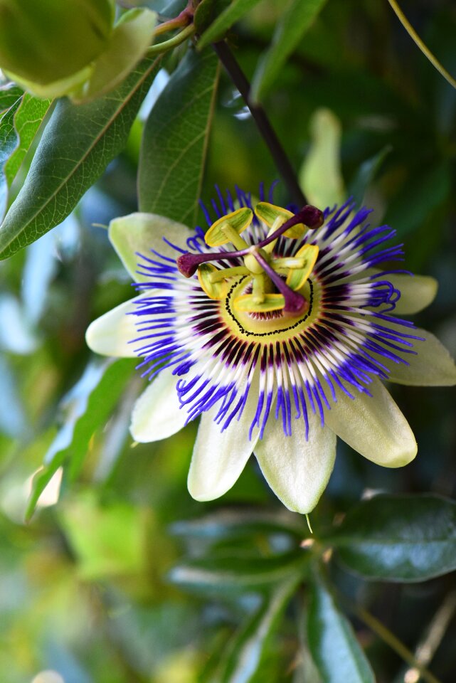 Passiflora exotic pestle