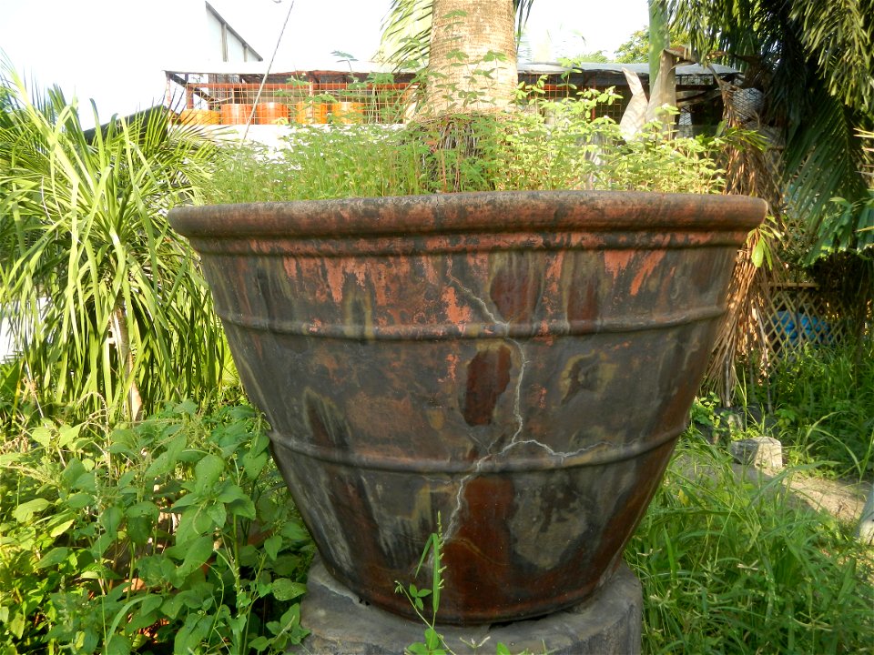 Guiguinto Interchange KM 37 (A4 parclo, NLEx, MacArthur Highway, Santa Cruz, Guiguinto, Bulacan)  Coccothrinax crinita guano barbudo, guano petate,  Old man palm, palma petate) in the Garden City of G