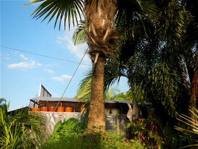 Guiguinto Interchange KM 37 (A4 parclo, NLEx, MacArthur Highway, Santa Cruz, Guiguinto, Bulacan)  Coccothrinax crinita guano barbudo, guano petate,  Old man palm, palma petate) in the Garden City of G