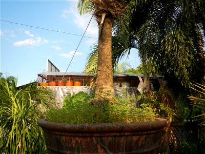 Guiguinto Interchange KM 37 (A4 parclo, NLEx, MacArthur Highway, Santa Cruz, Guiguinto, Bulacan)  Coccothrinax crinita guano barbudo, guano petate,  Old man palm, palma petate) in the Garden City of G