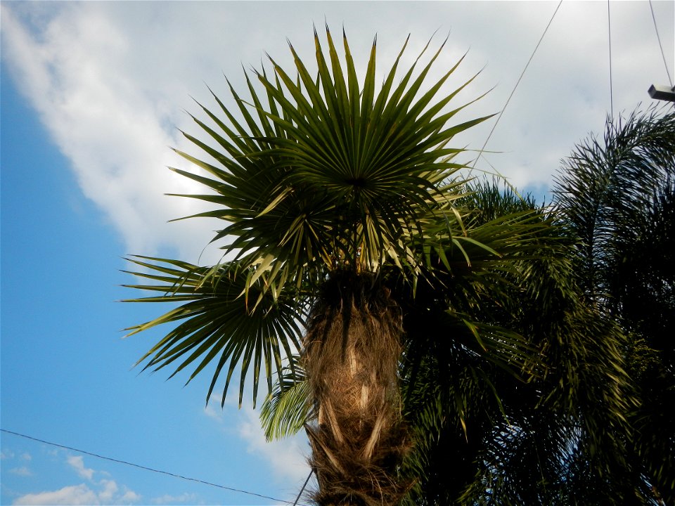 Guiguinto Interchange KM 37 (A4 parclo, NLEx, MacArthur Highway, Santa Cruz, Guiguinto, Bulacan)  Coccothrinax crinita guano barbudo, guano petate,  Old man palm, palma petate) in the Garden City of G