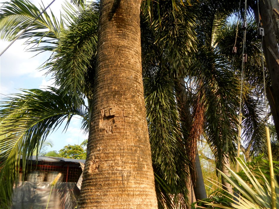 Guiguinto Interchange KM 37 (A4 parclo, NLEx, MacArthur Highway, Santa Cruz, Guiguinto, Bulacan)  Coccothrinax crinita guano barbudo, guano petate,  Old man palm, palma petate) in the Garden City of G