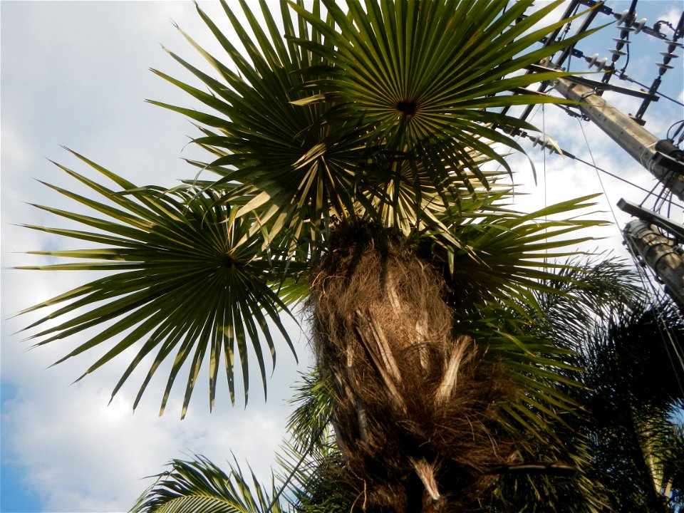 Guiguinto Interchange KM 37 (A4 parclo, NLEx, MacArthur Highway, Santa Cruz, Guiguinto, Bulacan)  Coccothrinax crinita guano barbudo, guano petate,  Old man palm, palma petate) in the Garden City of G