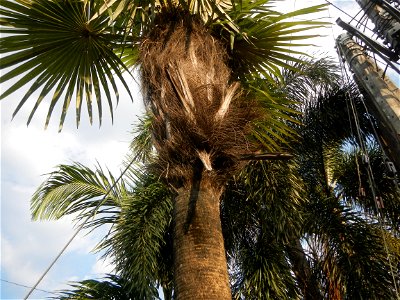 Guiguinto Interchange KM 37 (A4 parclo, NLEx, MacArthur Highway, Santa Cruz, Guiguinto, Bulacan)  Coccothrinax crinita guano barbudo, guano petate,  Old man palm, palma petate) in the Garden City of G