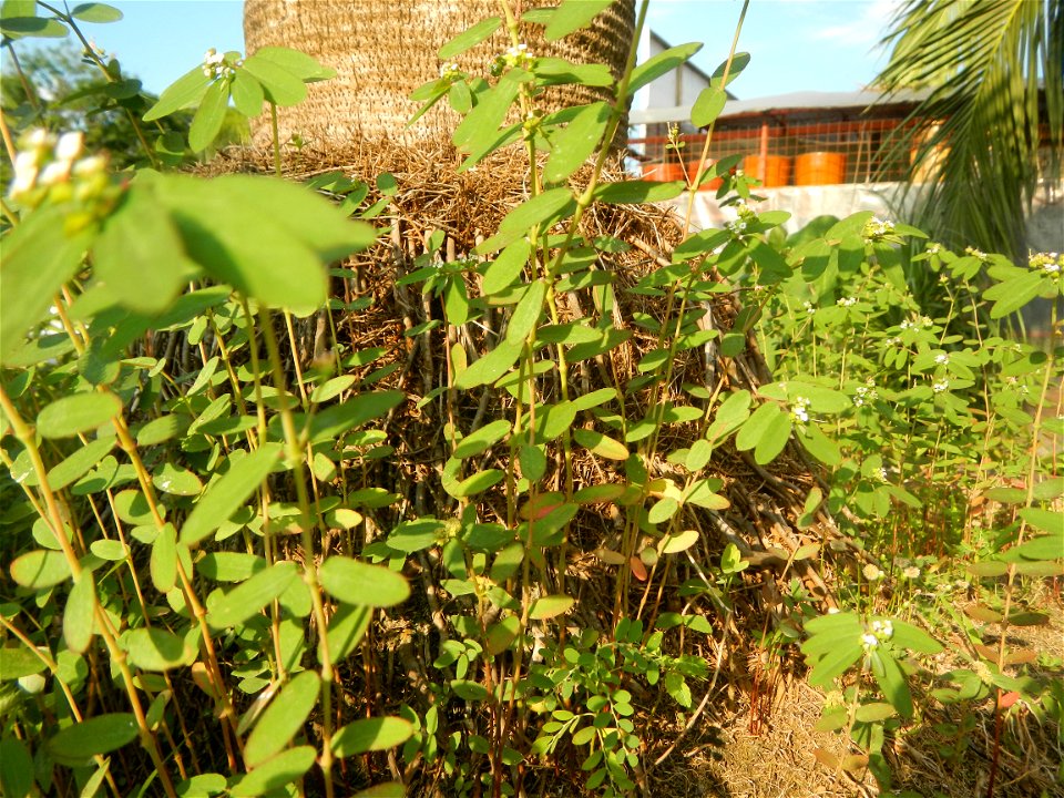 Guiguinto Interchange KM 37 (A4 parclo, NLEx, MacArthur Highway, Santa Cruz, Guiguinto, Bulacan)  Coccothrinax crinita guano barbudo, guano petate,  Old man palm, palma petate) in the Garden City of G