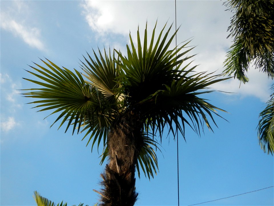 Guiguinto Interchange KM 37 (A4 parclo, NLEx, MacArthur Highway, Santa Cruz, Guiguinto, Bulacan)  Coccothrinax crinita guano barbudo, guano petate,  Old man palm, palma petate) in the Garden City of G