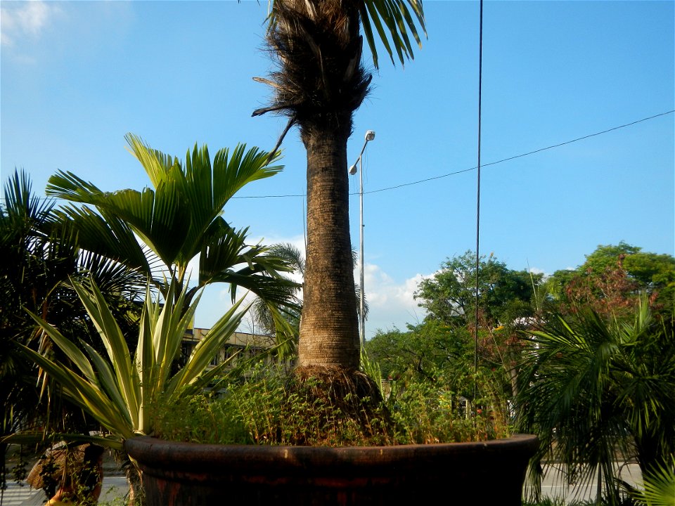 Guiguinto Interchange KM 37 (A4 parclo, NLEx, MacArthur Highway, Santa Cruz, Guiguinto, Bulacan)  Coccothrinax crinita guano barbudo, guano petate,  Old man palm, palma petate) in the Garden City of G