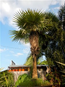 Guiguinto Interchange KM 37 (A4 parclo, NLEx, MacArthur Highway, Santa Cruz, Guiguinto, Bulacan)  Coccothrinax crinita guano barbudo, guano petate,  Old man palm, palma petate) in the Garden City of G