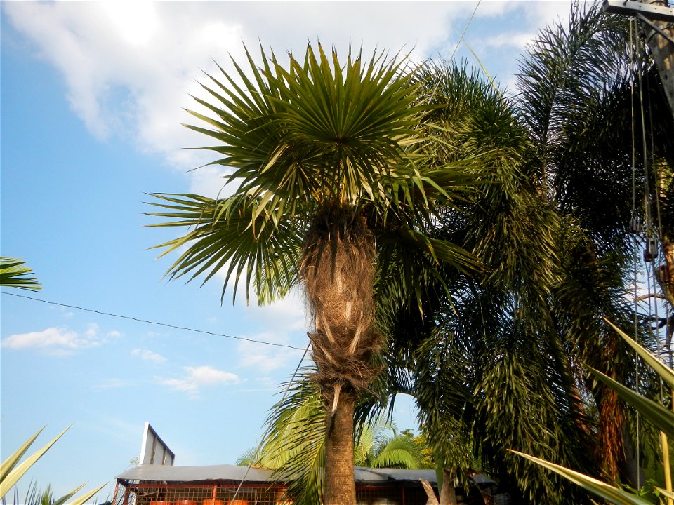 Guiguinto Interchange KM 37 (A4 parclo, NLEx, MacArthur Highway, Santa Cruz, Guiguinto, Bulacan)  Coccothrinax crinita guano barbudo, guano petate,  Old man palm, palma petate) in the Garden City of G