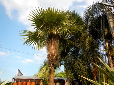 Guiguinto Interchange KM 37 (A4 parclo, NLEx, MacArthur Highway, Santa Cruz, Guiguinto, Bulacan)  Coccothrinax crinita guano barbudo, guano petate,  Old man palm, palma petate) in the Garden City of G
