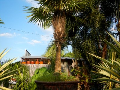 Guiguinto Interchange KM 37 (A4 parclo, NLEx, MacArthur Highway, Santa Cruz, Guiguinto, Bulacan)  Coccothrinax crinita guano barbudo, guano petate,  Old man palm, palma petate) in the Garden City of G