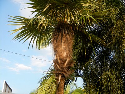 Guiguinto Interchange KM 37 (A4 parclo, NLEx, MacArthur Highway, Santa Cruz, Guiguinto, Bulacan)  Coccothrinax crinita guano barbudo, guano petate,  Old man palm, palma petate) in the Garden City of G