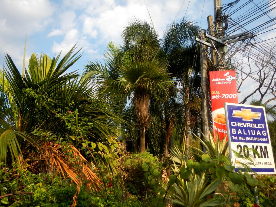 Guiguinto Interchange KM 37 (A4 parclo, NLEx, MacArthur Highway, Santa Cruz, Guiguinto, Bulacan)  Coccothrinax crinita guano barbudo, guano petate,  Old man palm, palma petate) in the Garden City of G