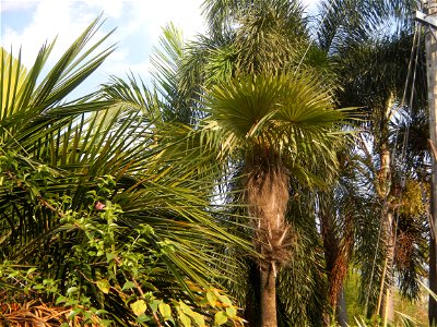 Guiguinto Interchange KM 37 (A4 parclo, NLEx, MacArthur Highway, Santa Cruz, Guiguinto, Bulacan)  Coccothrinax crinita guano barbudo, guano petate,  Old man palm, palma petate) in the Garden City of G