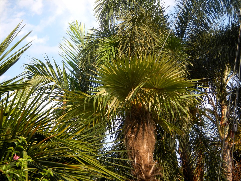 Guiguinto Interchange KM 37 (A4 parclo, NLEx, MacArthur Highway, Santa Cruz, Guiguinto, Bulacan)  Coccothrinax crinita guano barbudo, guano petate,  Old man palm, palma petate) in the Garden City of G