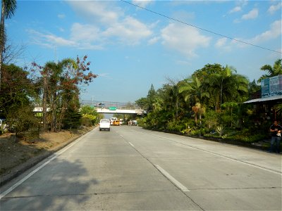 Guiguinto Interchange KM 37 (A4 parclo, NLEx, MacArthur Highway, Santa Cruz, Guiguinto, Bulacan) Coccothrinax crinita guano barbudo, guano petate, Old man palm, palma petate) in the Garden City of G photo