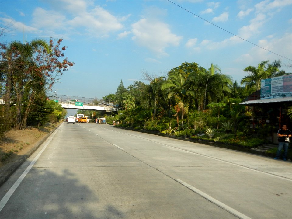 Guiguinto Interchange KM 37 (A4 parclo, NLEx, MacArthur Highway, Santa Cruz, Guiguinto, Bulacan)  Coccothrinax crinita guano barbudo, guano petate,  Old man palm, palma petate) in the Garden City of G