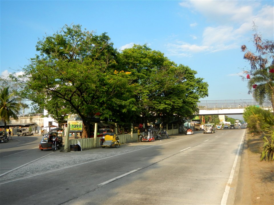 Guiguinto Interchange KM 37 (A4 parclo, NLEx, MacArthur Highway, Santa Cruz, Guiguinto, Bulacan)  Coccothrinax crinita guano barbudo, guano petate,  Old man palm, palma petate) in the Garden City of G