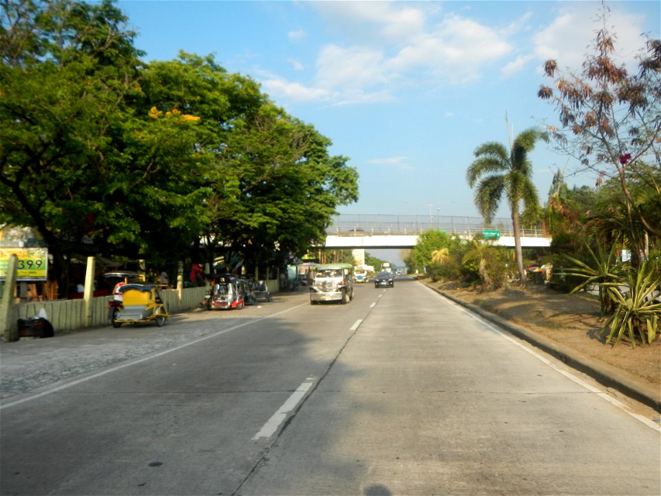 Guiguinto Interchange KM 37 (A4 parclo, NLEx, MacArthur Highway, Santa Cruz, Guiguinto, Bulacan)  Coccothrinax crinita guano barbudo, guano petate,  Old man palm, palma petate) in the Garden City of G