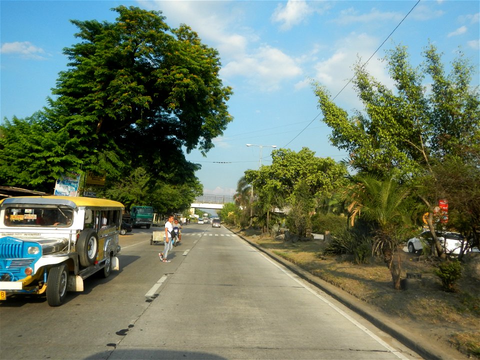 Guiguinto Interchange KM 37 (A4 parclo, NLEx, MacArthur Highway, Santa Cruz, Guiguinto, Bulacan)  Coccothrinax crinita guano barbudo, guano petate,  Old man palm, palma petate) in the Garden City of G