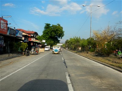 Guiguinto Interchange KM 37 (A4 parclo, NLEx, MacArthur Highway, Santa Cruz, Guiguinto, Bulacan)  Coccothrinax crinita guano barbudo, guano petate,  Old man palm, palma petate) in the Garden City of G