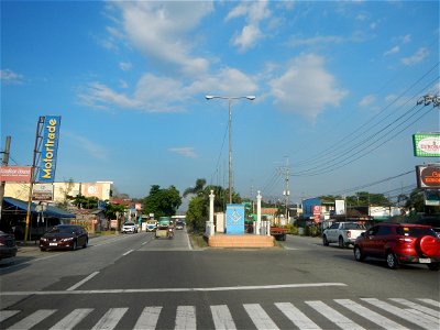 Guiguinto Interchange KM 37 (A4 parclo, NLEx, MacArthur Highway, Santa Cruz, Guiguinto, Bulacan)  Coccothrinax crinita guano barbudo, guano petate,  Old man palm, palma petate) in the Garden City of G