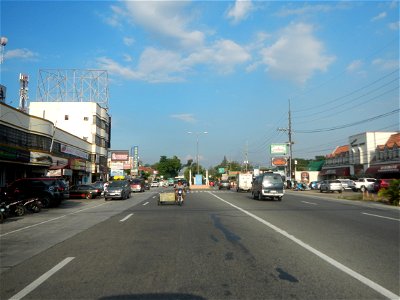 Guiguinto Interchange KM 37 (A4 parclo, NLEx, MacArthur Highway, Santa Cruz, Guiguinto, Bulacan)  Coccothrinax crinita guano barbudo, guano petate,  Old man palm, palma petate) in the Garden City of G