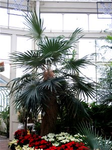 Old Man Palm (Coccothrinax crinita) at the Buffalo and Erie County Botanical Gardens.
