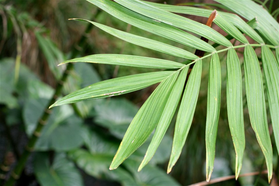 Frond detail, Chamaedorea costaricana, native to Costa Rica, and Panama to Honduras. Specimens growing in cultivation at Manukau City, New Zealand
