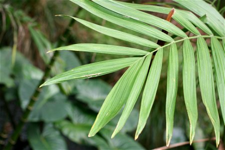 Frond detail, Chamaedorea costaricana, native to Costa Rica, and Panama to Honduras. Specimens growing in cultivation at Manukau City, New Zealand