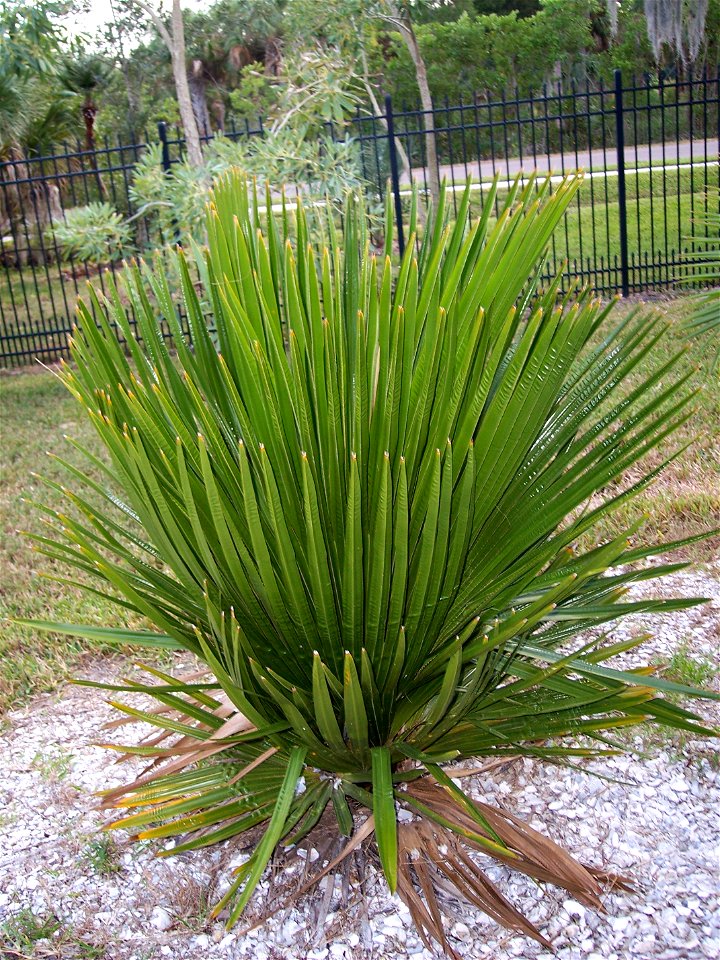 Copernicia macroglossa in Tampa, Florida