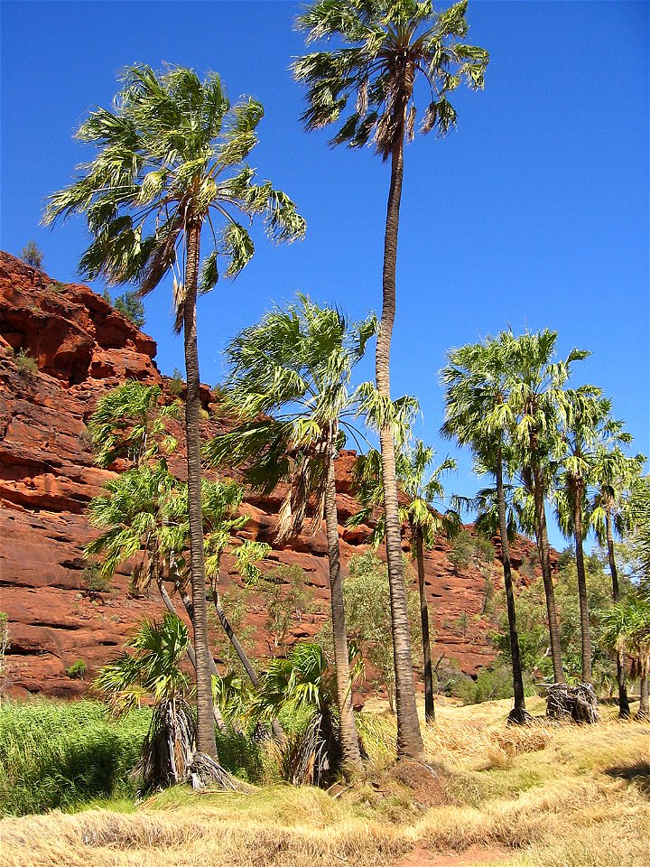Central Australian Cabbage Palm (Livistona mariae), Palm Valley, Finke Gorge National Park, Northern Territory, Australia